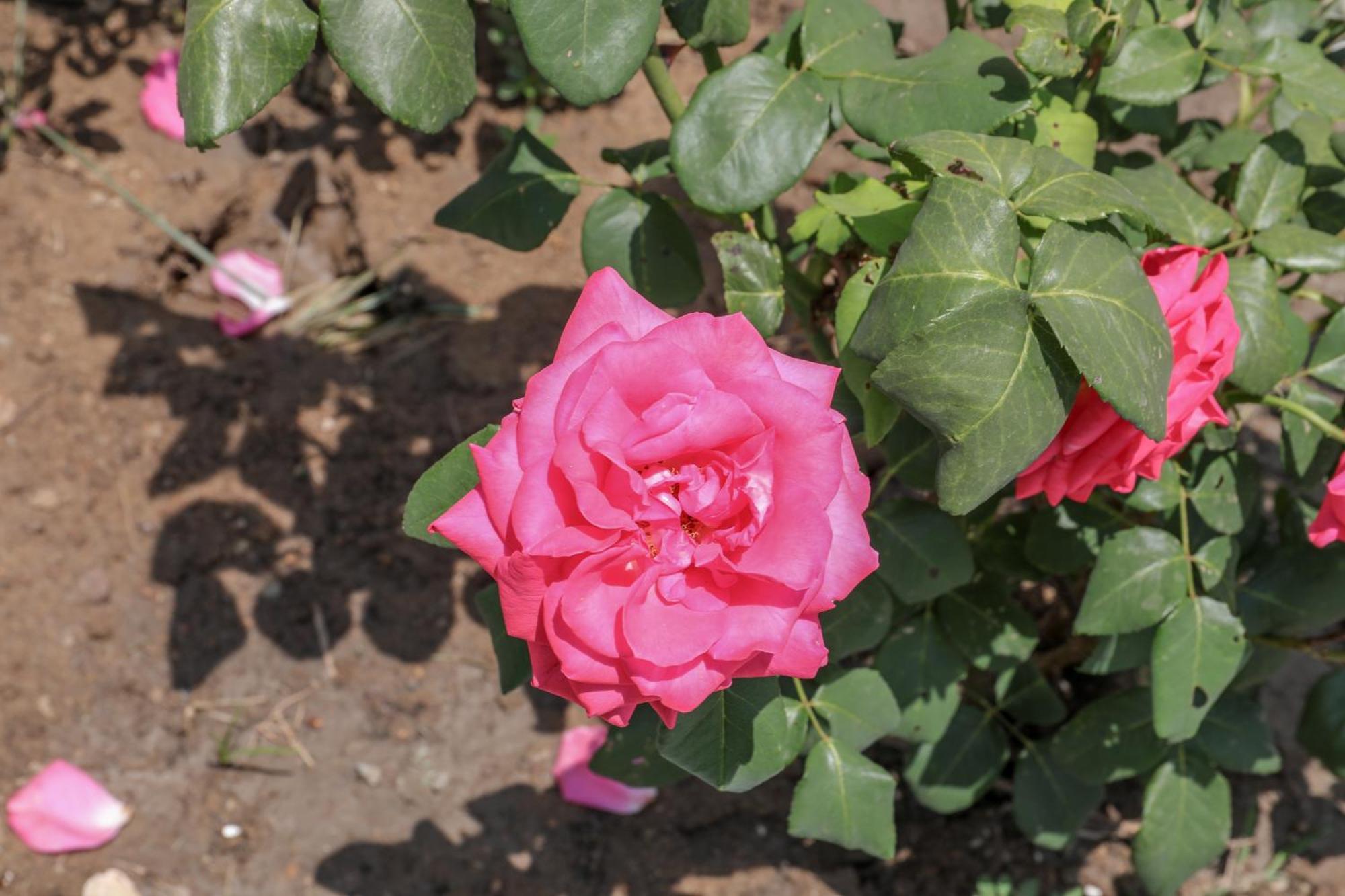 Villa Rosa ตรูโลส ภายนอก รูปภาพ